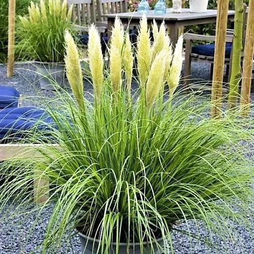 Cortaderia Selloana, Pampas Grass - Image 2