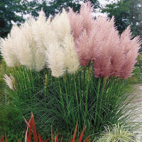 Cortaderia Selloana, Pampas Grass - Image 3