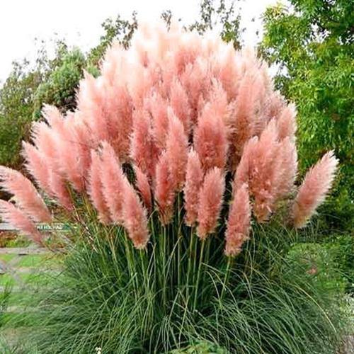 Cortaderia Selloana, Pampas Grass - Image 4