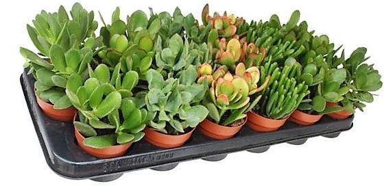 Crassula per plant 10-15cm - Image 2