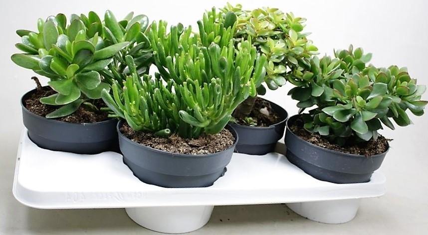 Crassula per plant 10-15cm - Image 3