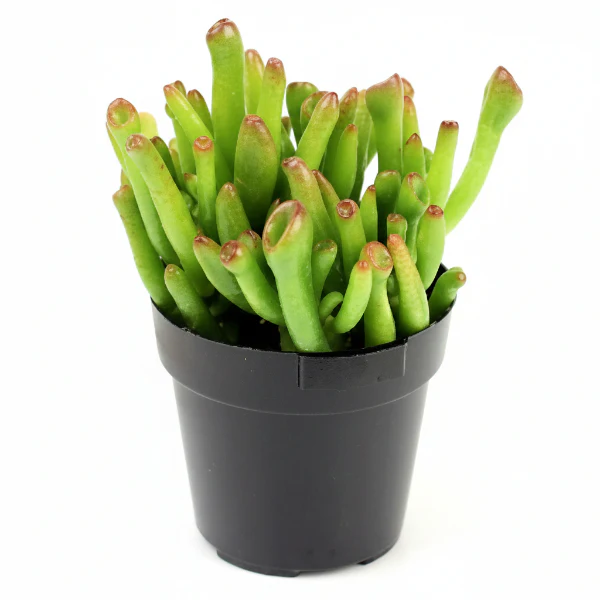 Crassula Ovata, Hobbit
