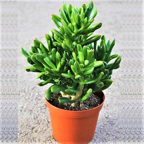 Crassula Ovata, Hobbit - Image 3