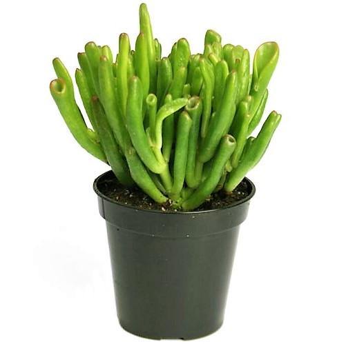 Crassula Ovata, Hobbit - Image 4