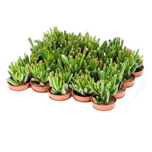 Crassula Ovata, Hobbit - Image 5