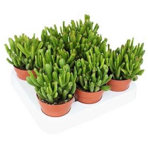 Crassula Ovata, Hobbit - Image 6
