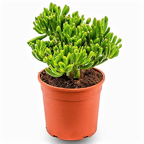 Crassula Ovata, Hobbit - Image 7