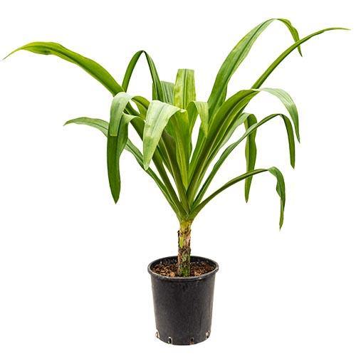 Crinum asiaticum, Spider lily or Seashore lily