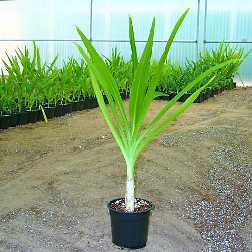 Crinum asiaticum, Spider lily or Seashore lily - Image 2