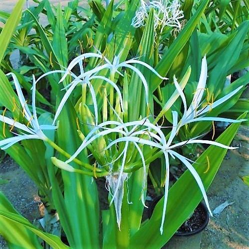 Crinum asiaticum, Spider lily or Seashore lily - Image 3