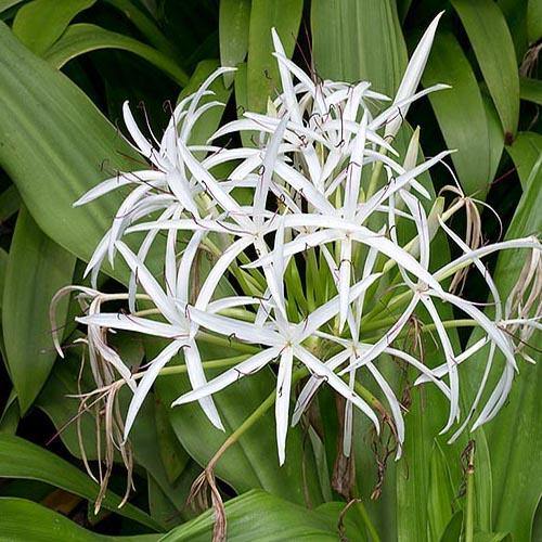 Crinum asiaticum, Spider lily or Seashore lily - Image 4