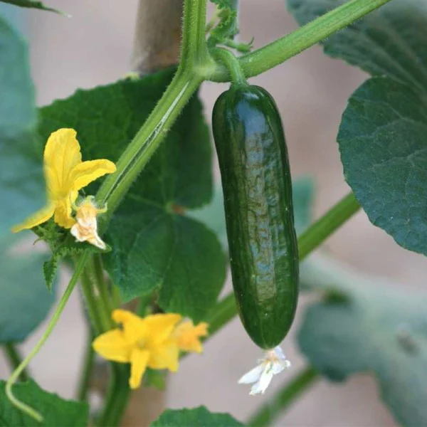 Cucumber Plant - Image 2