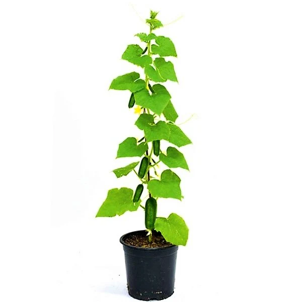 Cucumber Plant - Image 3