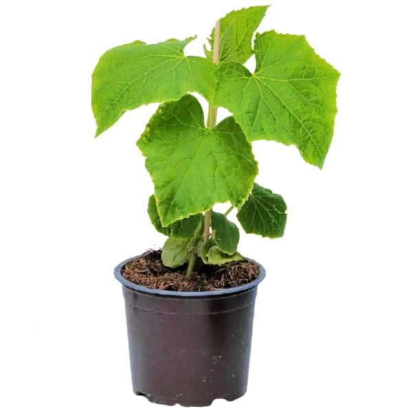 Cucumber Plant - Image 4