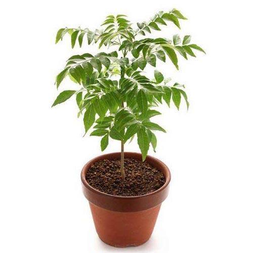 Curry Leaves, Kadi Patta - Image 3
