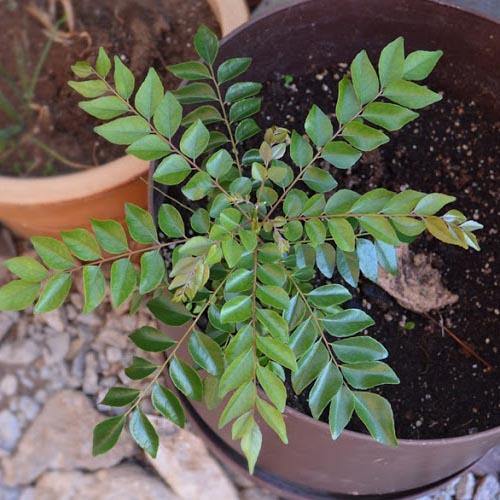 Curry Leaves, Kadi Patta - Image 4