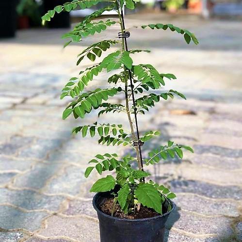 Curry Leaves, Kadi Patta - Image 5