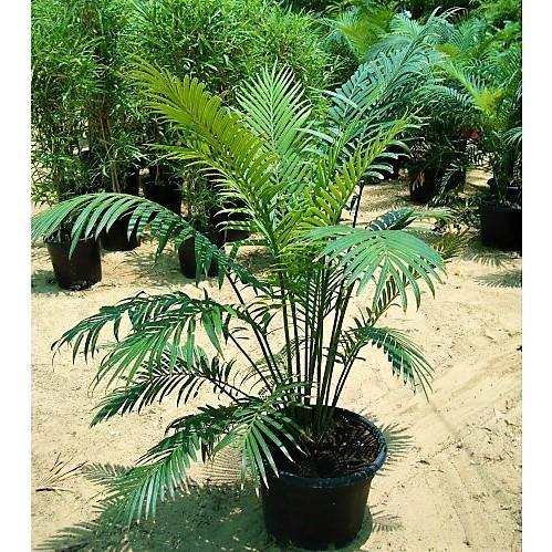 Cycas Circinalis, Queen Sago - Image 2