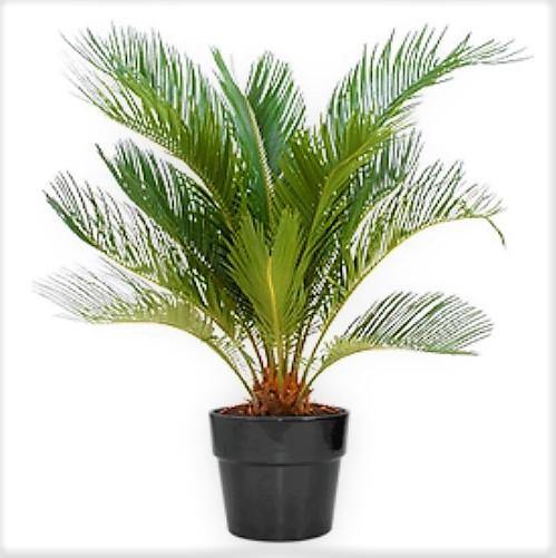 Cycas Circinalis, Queen Sago - Image 3
