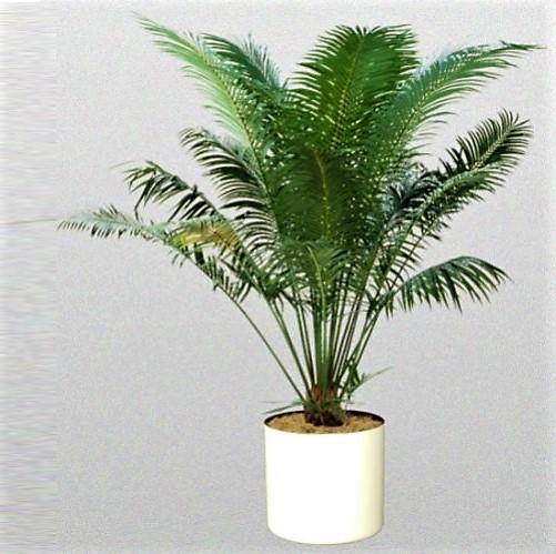Cycas Circinalis, Queen Sago - Image 4