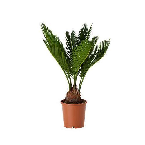 Cycas Circinalis, Queen Sago - Image 5
