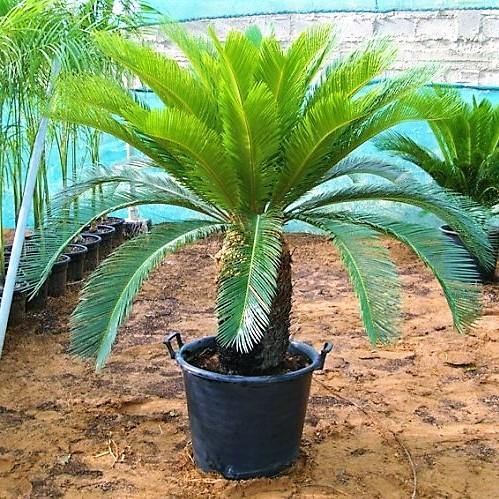 Cycas Revoluta, Sago Palm, outdoor - Image 2