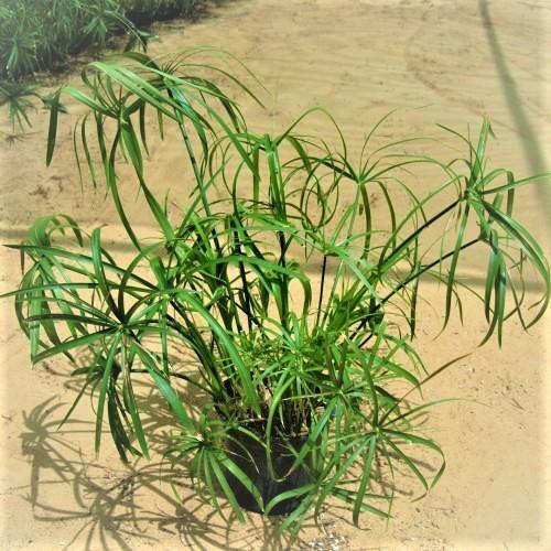 Cyperus Alternifolius, Umbrella Papyrus - Image 2