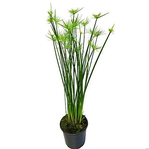 Cyperus Haspan, Dwarf Cyperus - Image 3
