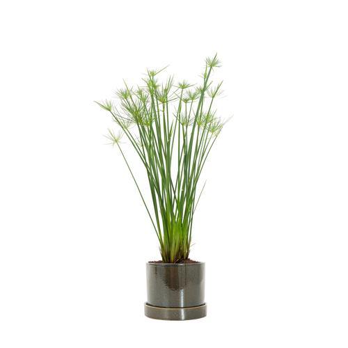 Cyperus Haspan, Dwarf Cyperus - Image 4