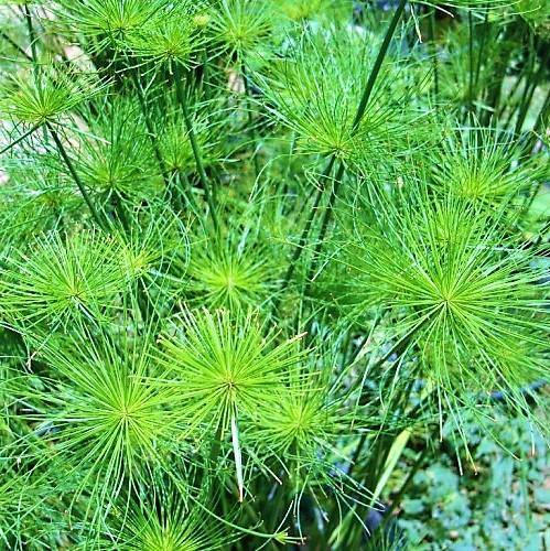 Cyperus Haspan, Dwarf Cyperus - Image 5