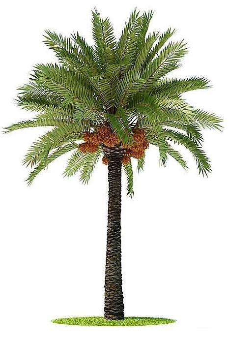 Date Palm, Phoenix Dactylifera - Image 2