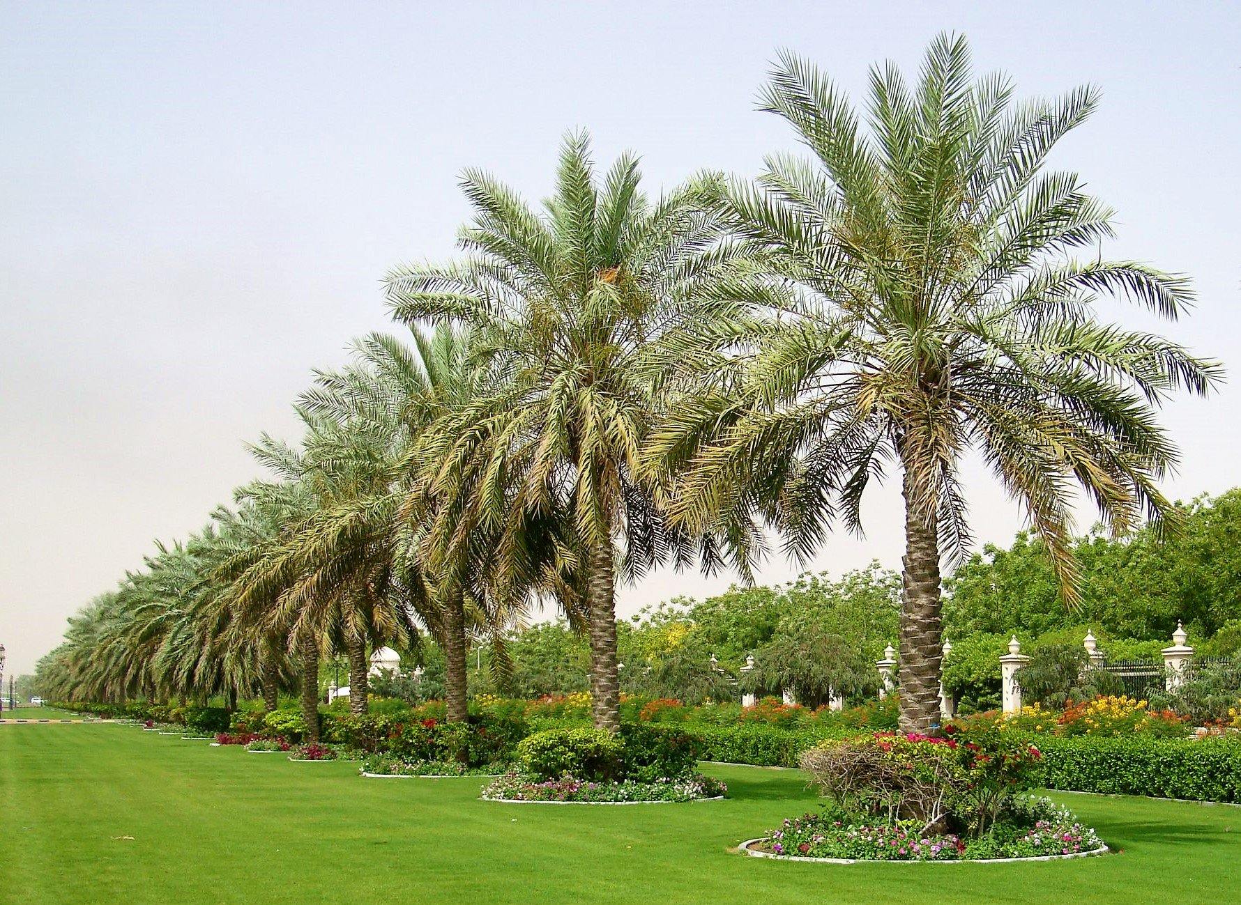 Date Palm, Phoenix Dactylifera - Image 3