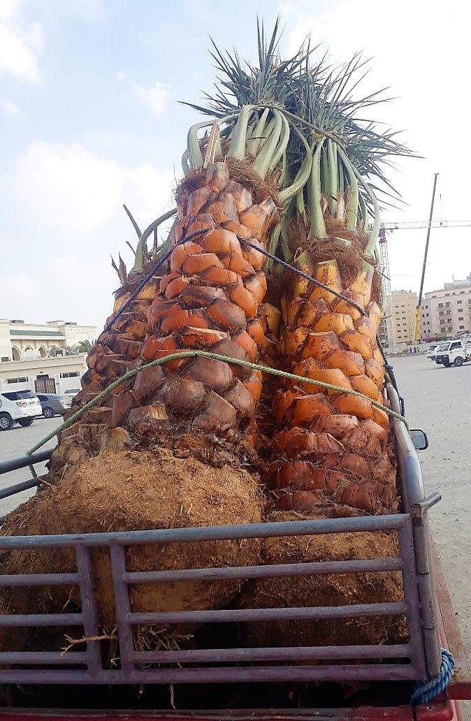 Date Palm, Phoenix Dactylifera - Image 4