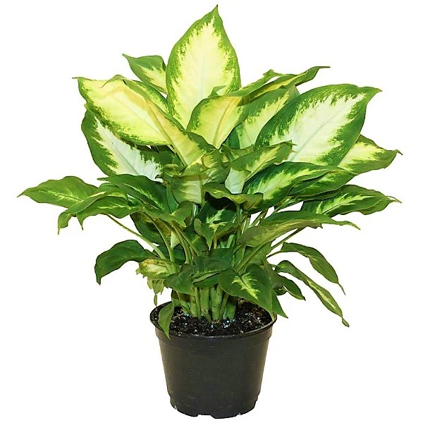 Dieffenbachia, Camilla ,Camellia ,Dumb Cane Plant - Image 2