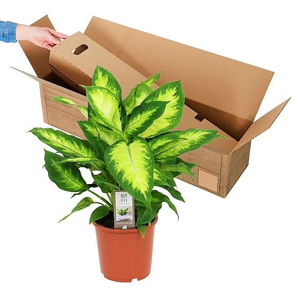 Dieffenbachia, Camilla ,Camellia ,Dumb Cane Plant - Image 3