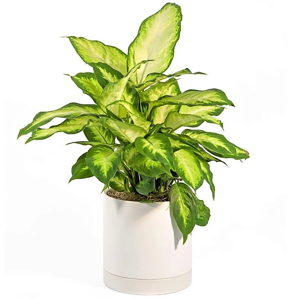 Dieffenbachia, Camilla ,Camellia ,Dumb Cane Plant - Image 4