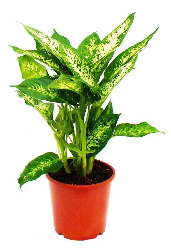 Dieffenbachia, Compacta, Dumb Cane, Leopard Lilly - Image 3