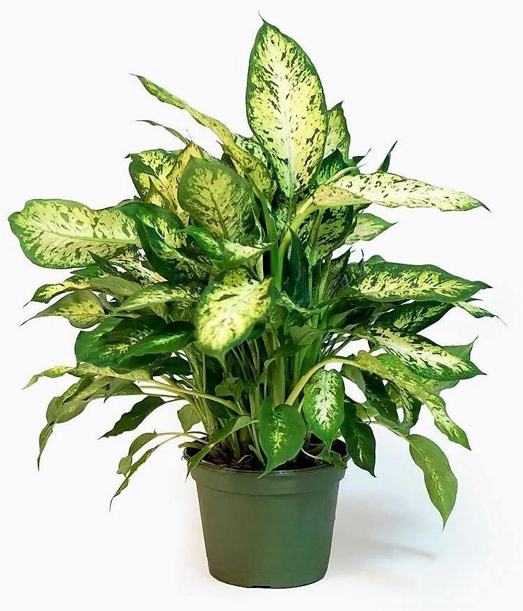 Dieffenbachia, Compacta, Dumb Cane, Leopard Lilly - Image 4