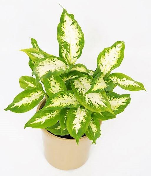 Dieffenbachia, Compacta, Dumb Cane, Leopard Lilly - Image 5