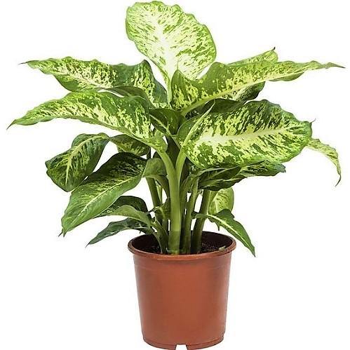 Dieffenbachia Seguine, Maroba, Mars - Image 2