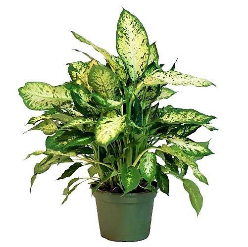 Dieffenbachia Seguine, Maroba, Mars - Image 3