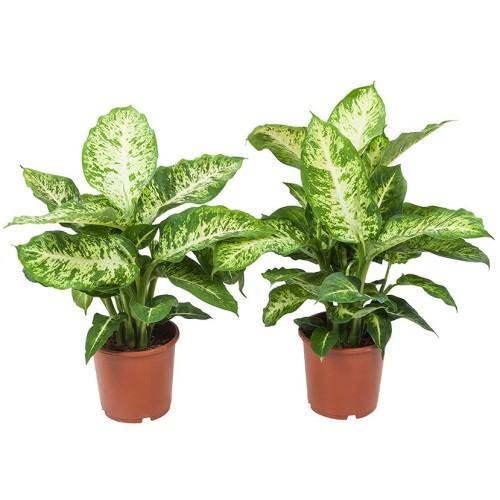 Dieffenbachia Seguine, Maroba, Mars - Image 4