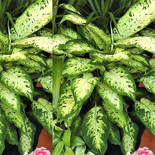 Dieffenbachia Seguine, Maroba, Mars - Image 5