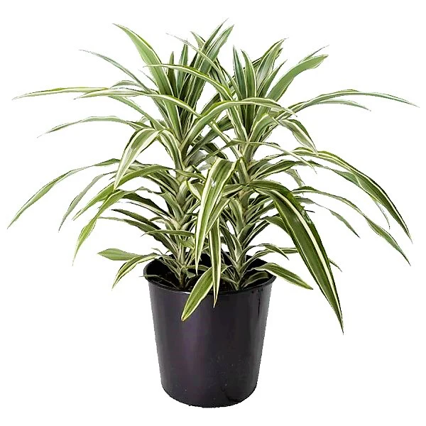 Dracaena Deremensis, Warneckii small - Image 2