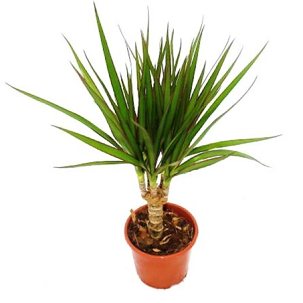 Dracaena Draco, Drago, Dragon Tree - Image 2