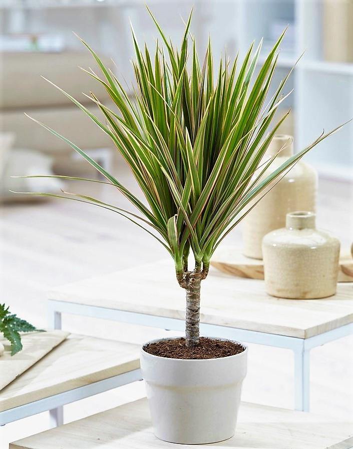 Dracaena Draco, Drago, Dragon Tree - Image 3