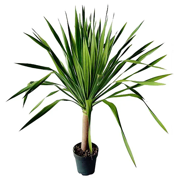 Dracaena Draco, Drago, Dragon Tree - Image 4