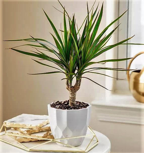Dracaena Draco, Drago, Dragon Tree - Image 5
