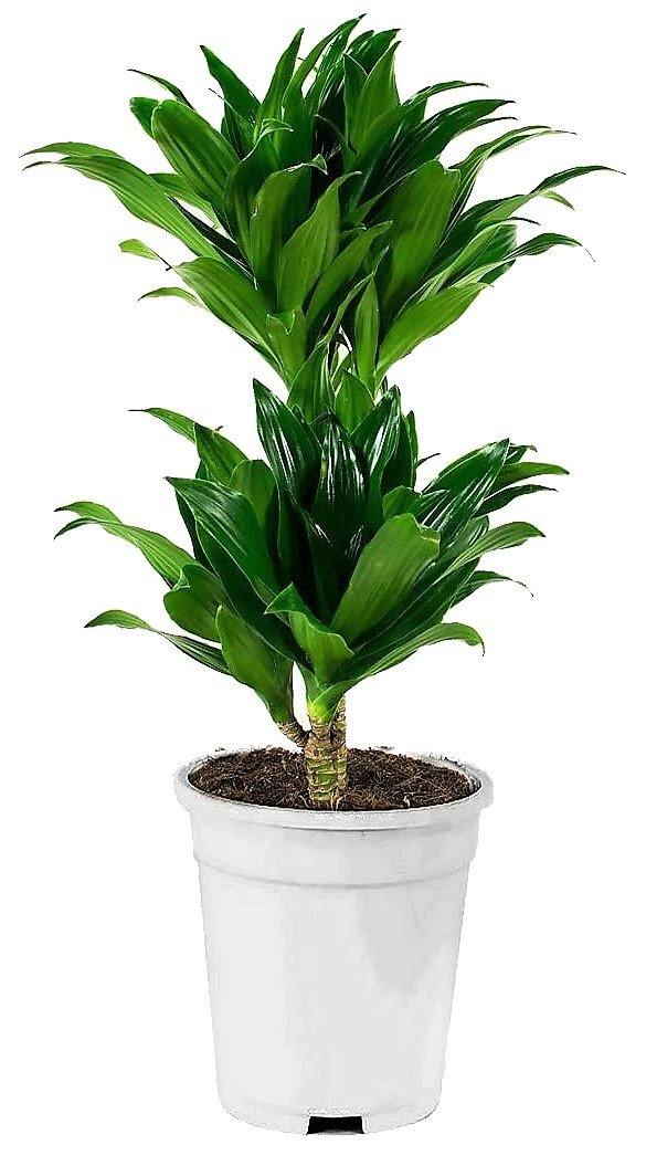 Dracaena Fragrans, Compacta - Image 2