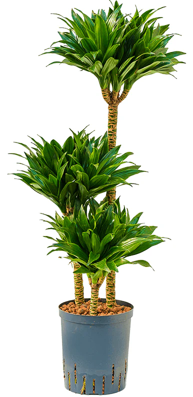 Dracaena Fragrans, Compacta - Image 3
